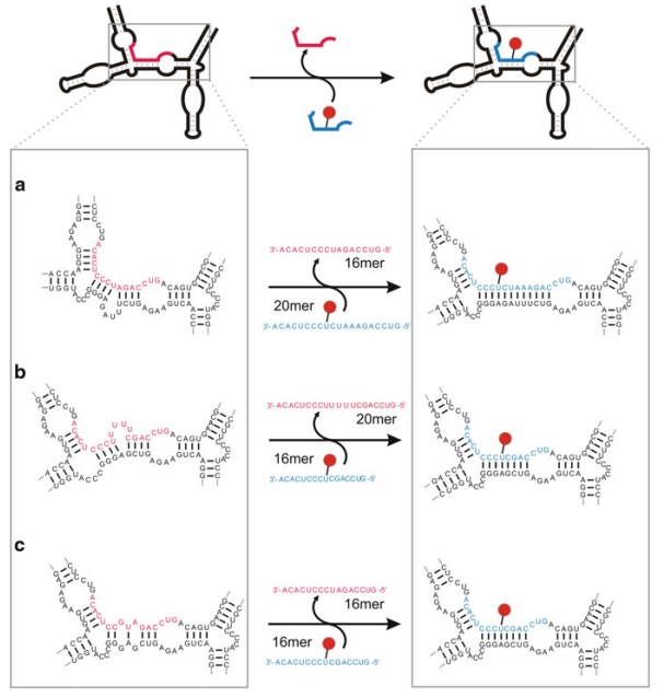 Twin ribozymes for RNA functionalization.