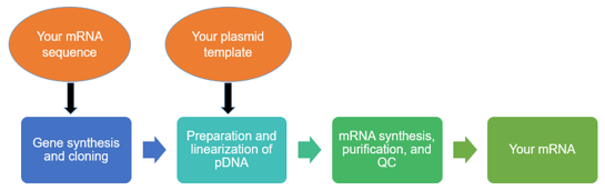 Custom mRNA Synthesis