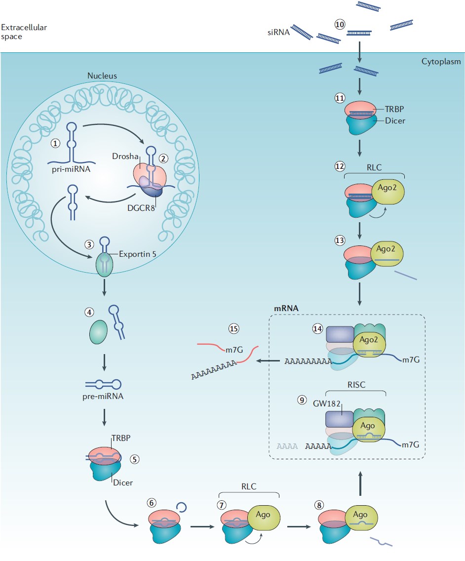 Pathways for mammalian miRNA biogenesis, synthetic RNAi trigger processing and RNAi silencing.