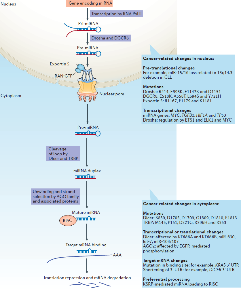 miRNA biogenesis.