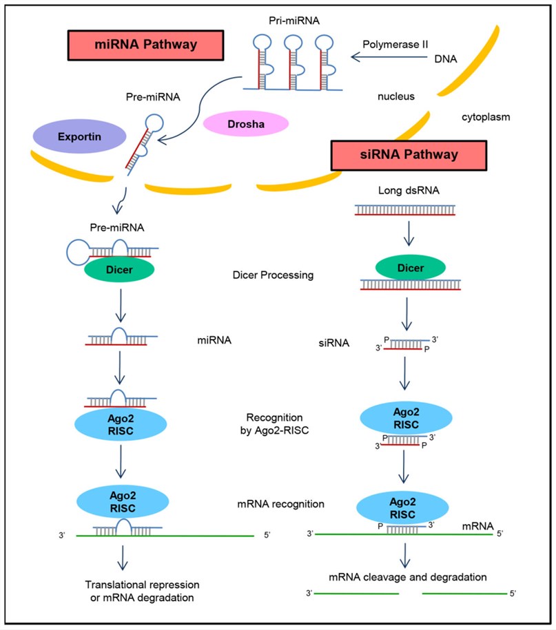 custom sirna synthesis creative biolabs