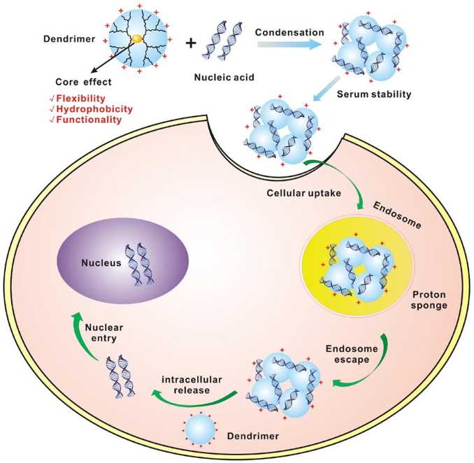 The mechanism of dendrimer-mediated gene delivery into cells
