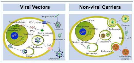 The mechanism of transfection using viral vectors and non-viral carriers