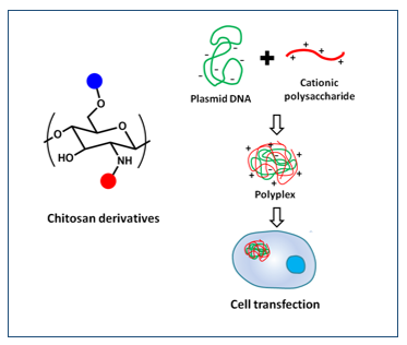 Schematic diagram of chitosan as a gene delivery vector