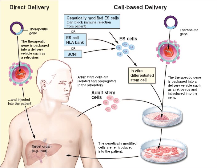 Strategies for delivering therapeutic transgenes into patients