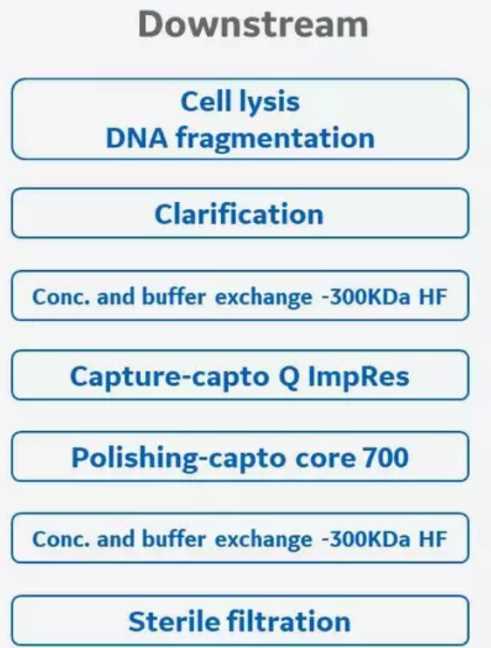 Downstream Bioprocess Development for Adenovirus Vector.