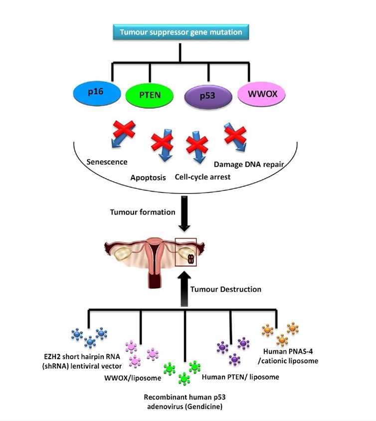 The role of suppressor genes in epithelial tumors.