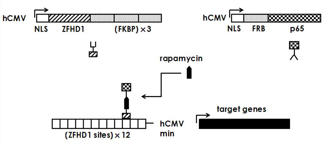 Rapamycin-regulated gene expression.