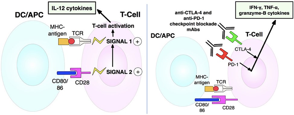 T-cell activation mechanisms.