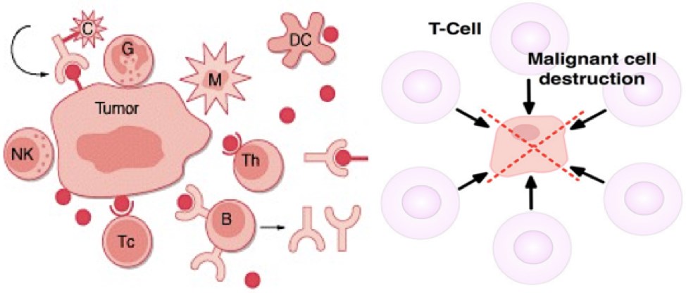 Immune cell-mediated anti-tumor effect.