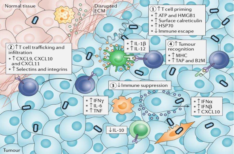 Mechanisms of anti-tumor immunity stimulated by I-O drugs.