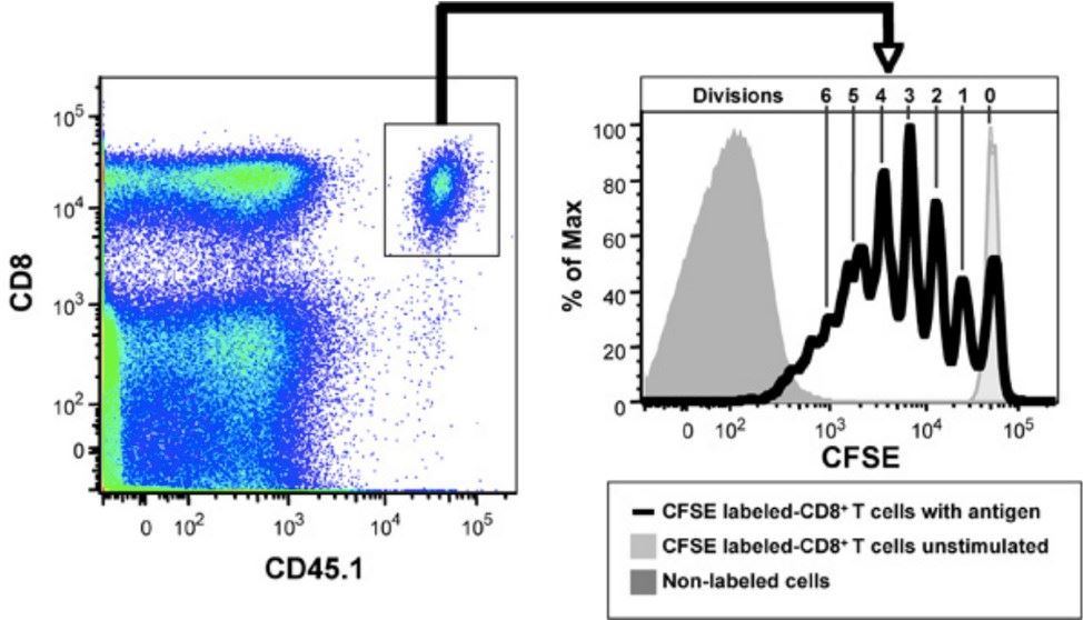 CFSE Labeled-CD8+ T Proliferation Assay.