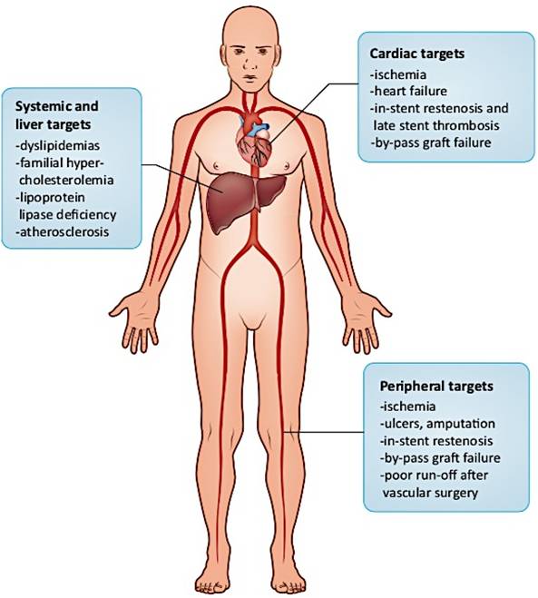 Potential Targets for Cardiovascular Gene Therapy 