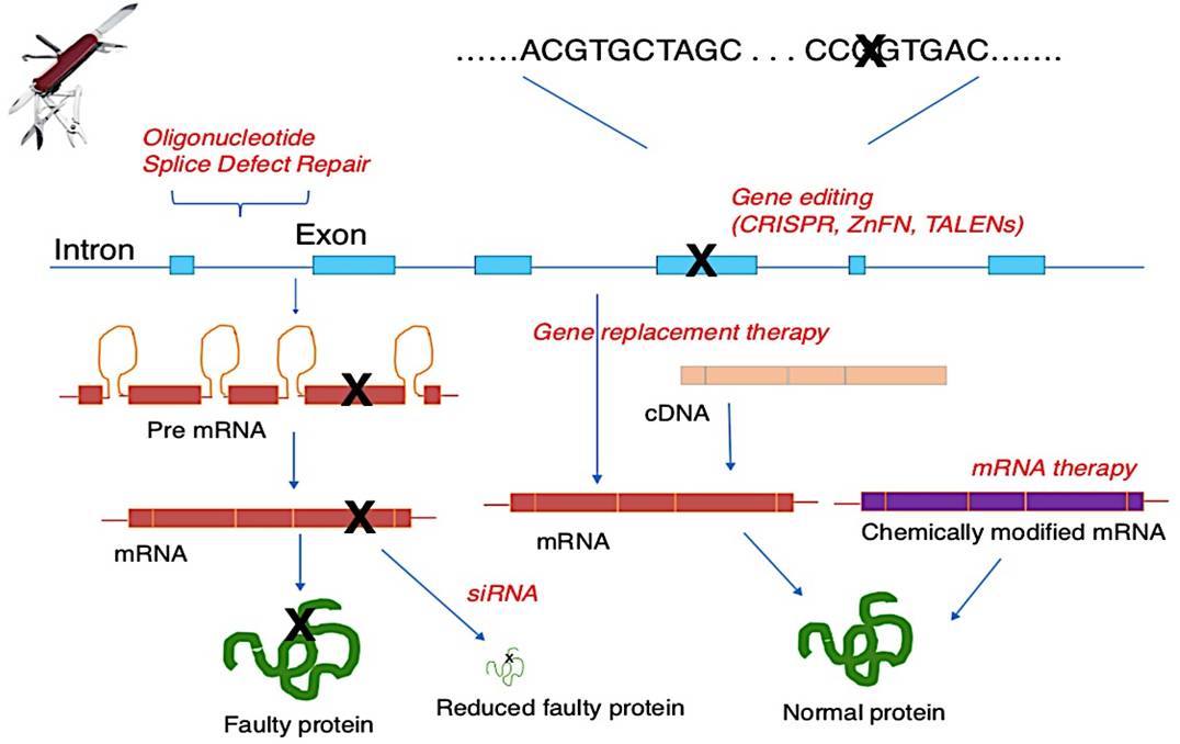 Therapeutic strategies for gene therapy of cystic fibrosis