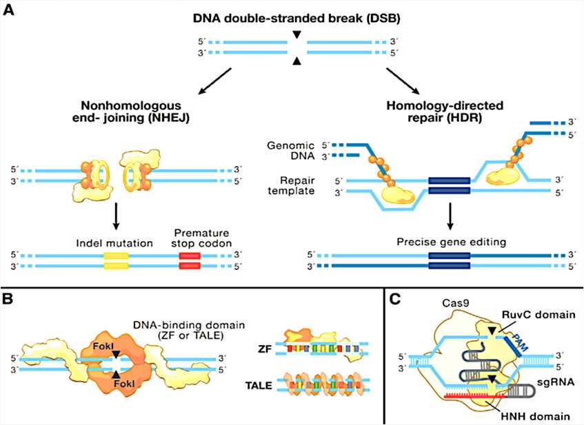 Genome Editing Technologies Exploit Endogenous DNA Repair Machinery