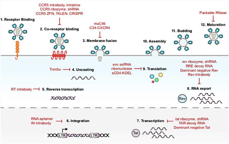 The HIV replication cycle and examples of gene therapeutics