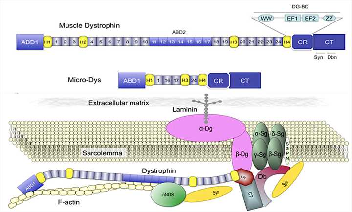 Model of dystrophin and the dystrophin-glycoprotein complex (DGC) in skeletal muscle