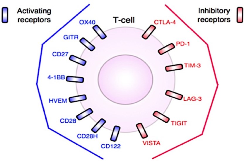 T-cell targets for immunotherapy.