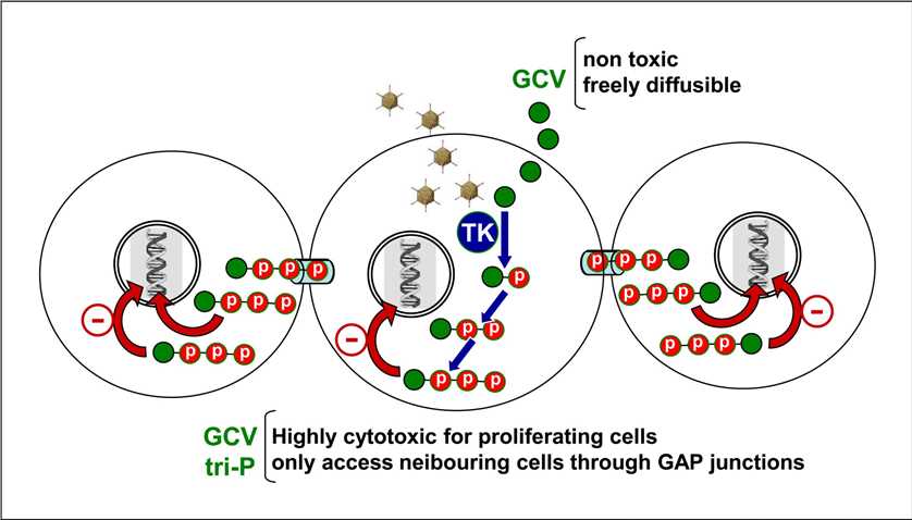 Mechanism of adenovirus vectors encoding HSV-tk.