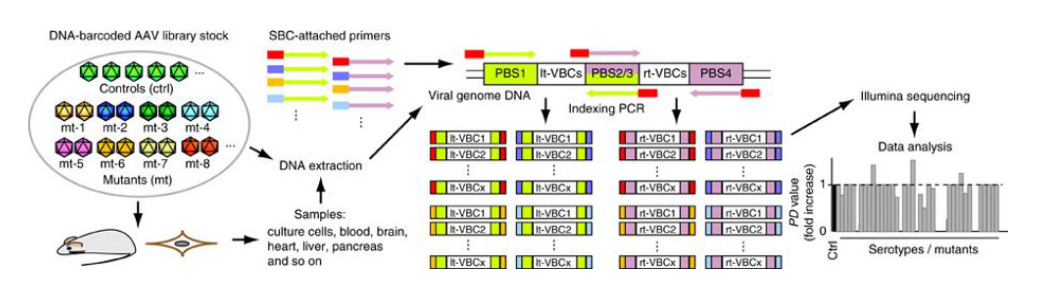 Procedure for the AAV Barcode-Seq analysis. 