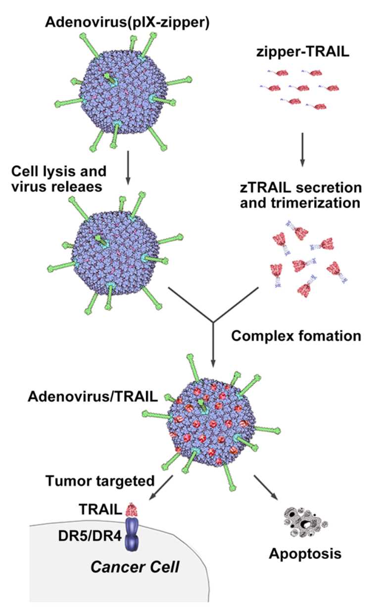 An example of Ad vector engineering strategy for targeting tumor cells.