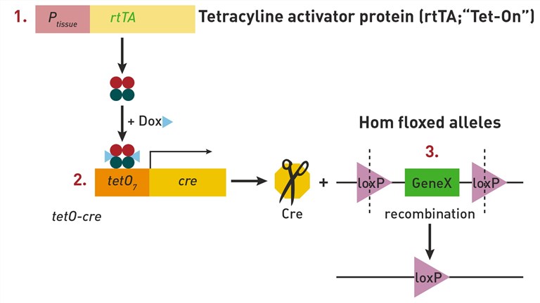 Tetracycline activator system 