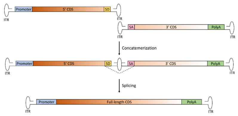 Schematic representation of the trans-splicing dual AAV approach for large gene reconstitution.