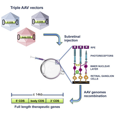 Ocular gene therapy by AAV vectors. 