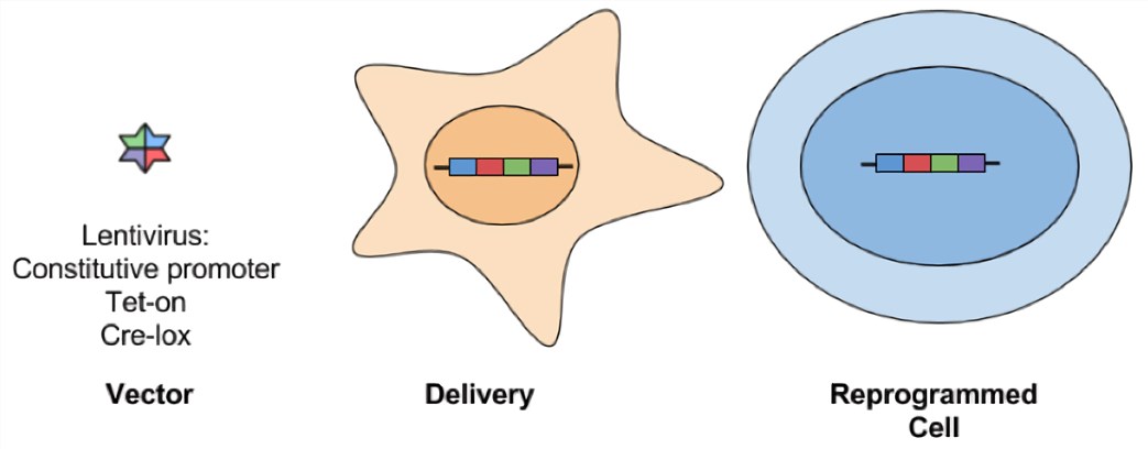  Schematic diagram of lentiviral vector-mediated cellular reprogramming. 