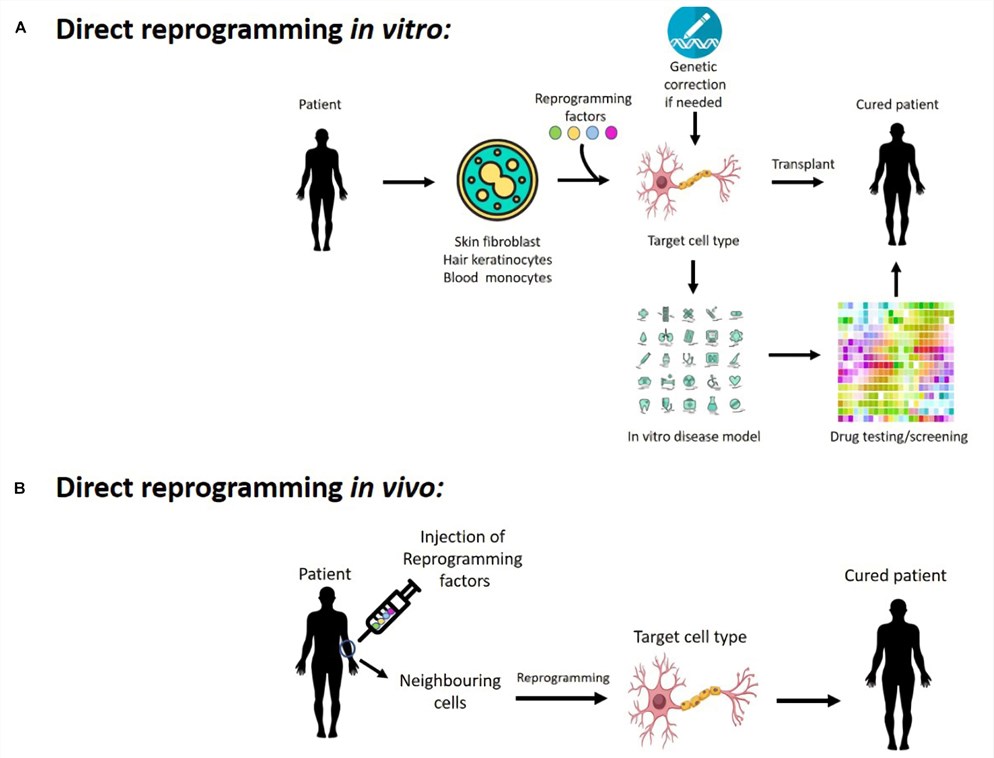 Potentials of cellular reprogramming (A) in vitro and (B) in vivo for regenerative medicine, disease modeling, drug screening/testing as well as cell therapy. 