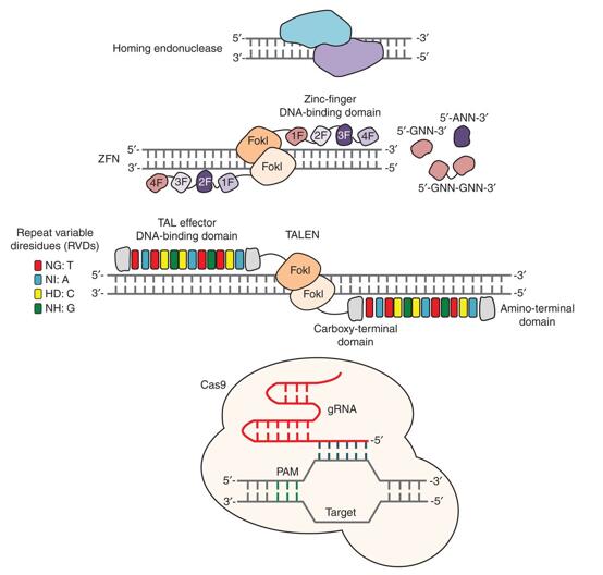 Genome-editing technologies (cartoons illustrating the mechanisms of targeted nucleases).