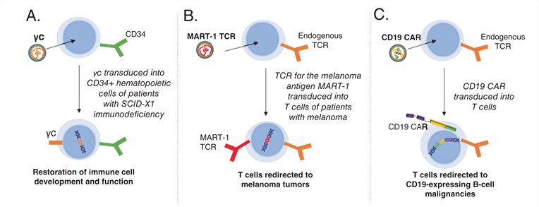  Key clinical uses of lentiviral vectors. 