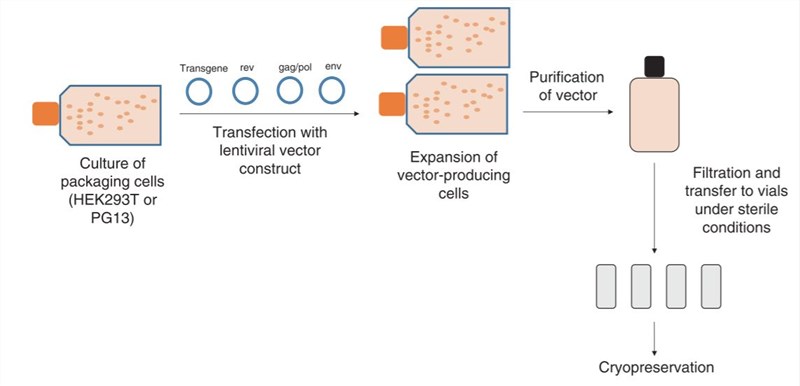 Manufacture of a lentiviral vector.