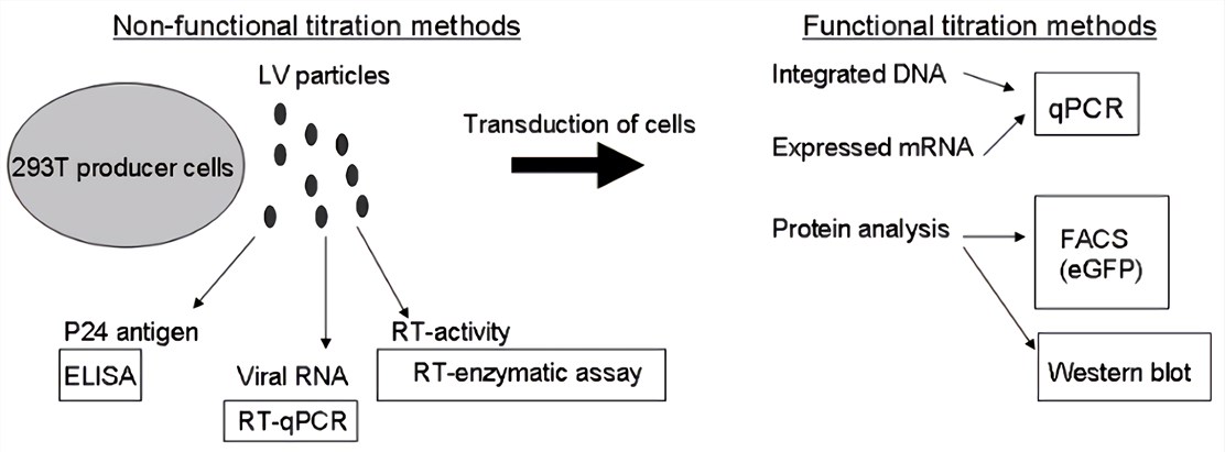 Overview of lentiviral vector titration methods. The non-functional titration methods are carried out on concentrated vector after production and the functional titration methods are determined after transduction on cells. 