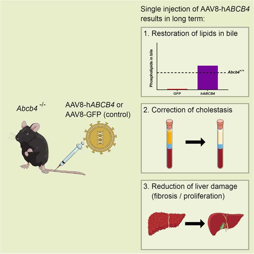 Adeno-associated virus serotype 8 (AAV8)-mediated gene therapy for liver directed diseases.