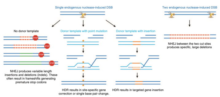 Mechanisms of double-strand break repair.