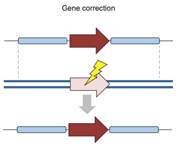 Gene correction.