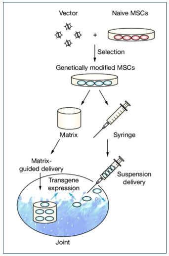 Strategies for <em>ex vivo</em> gene delivery by MSCs
