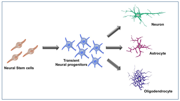 Cardinal neural stem cell properties