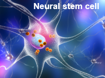 Neural Stem Cell
