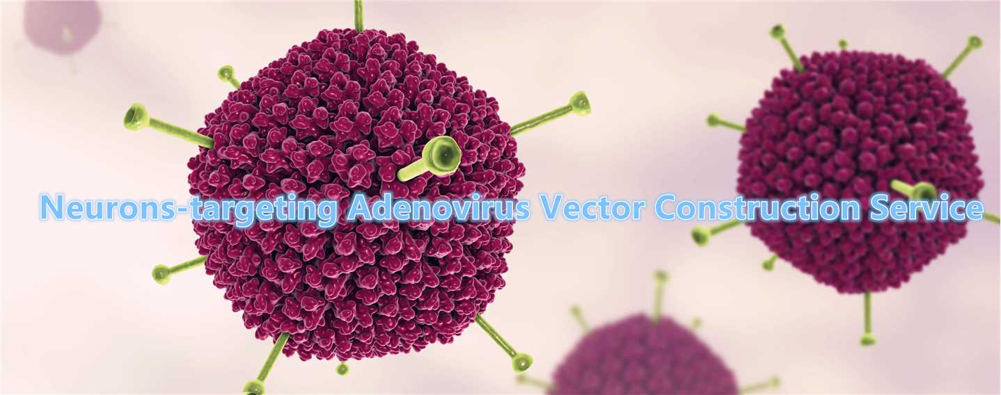 Neurons-targeting adenovirus vector construction service.