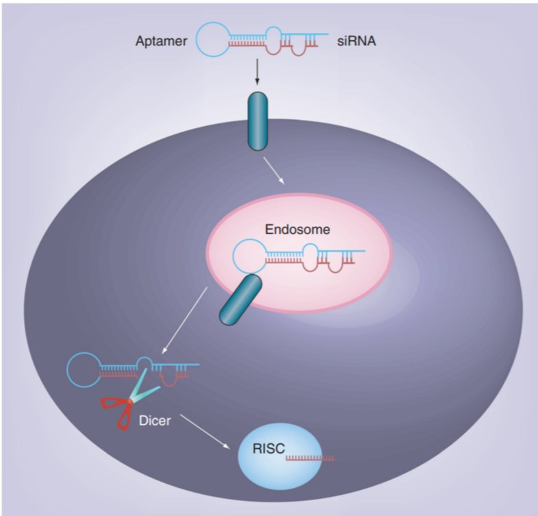 Aptamer-mediated delivery of siRNA.