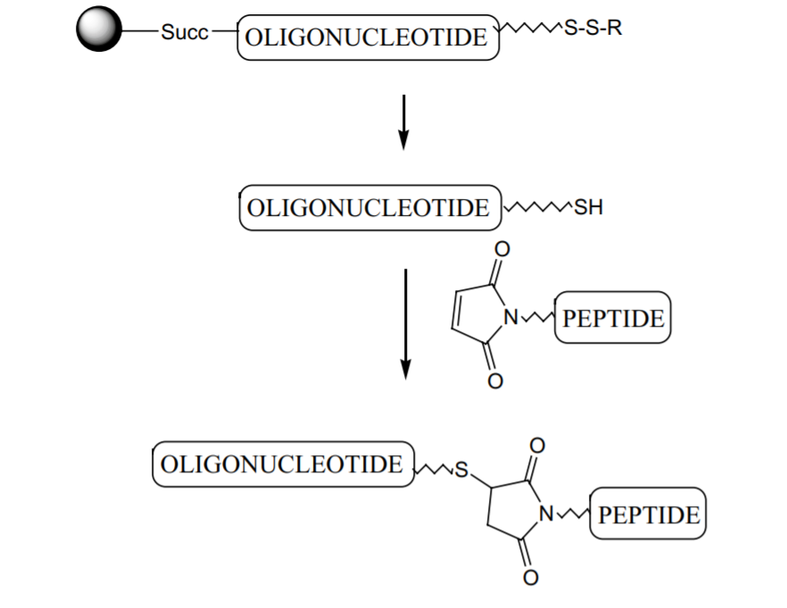 reparation of oligonucleotide-peptide conjugates.