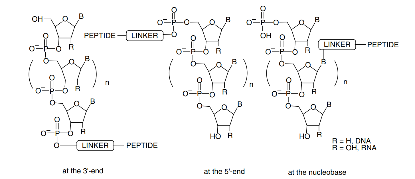 The potential sites available for the attachment of peptides.