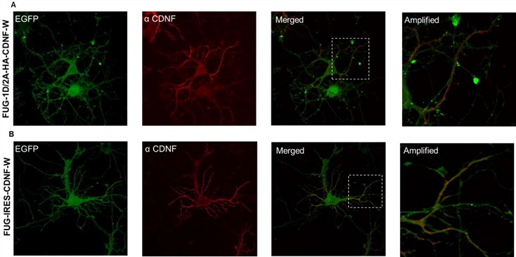 Expression of CDNF by bicistronic vectors in hippocampal neurons. 