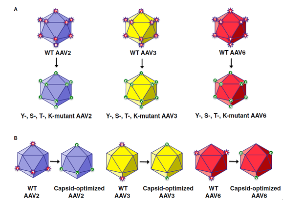 Schematic representation of the most efficient capsid-modified next generation of rAAV serotype vectors.