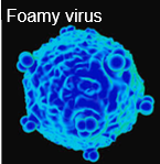 Foamy virus