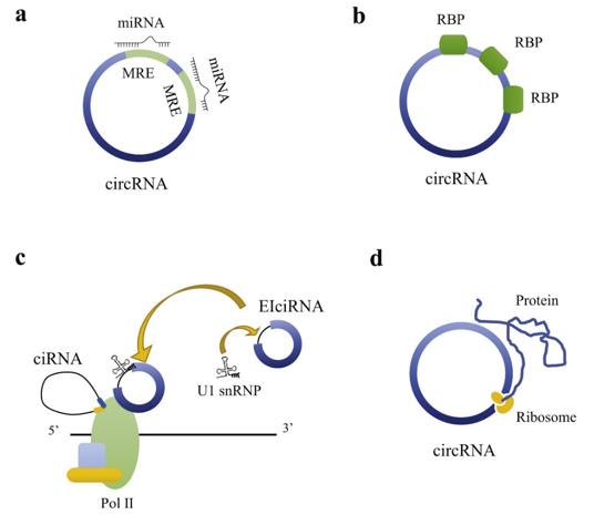 Putative mechanisms of gene regulation by circular RNAs.