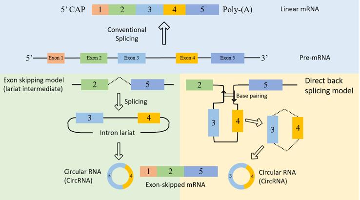 The biogenesis of circRNAs.