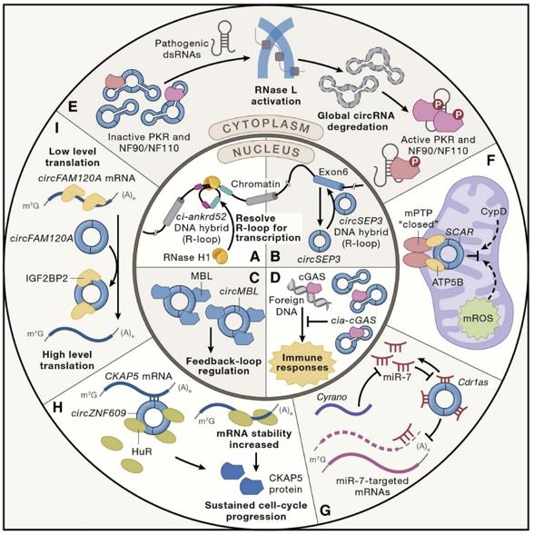 Characterization, cellular roles, and applications of Circular RNAs.